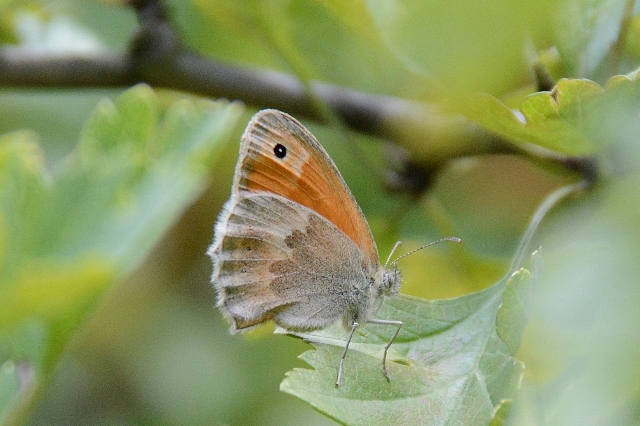 Coenonympha pamphilus ?