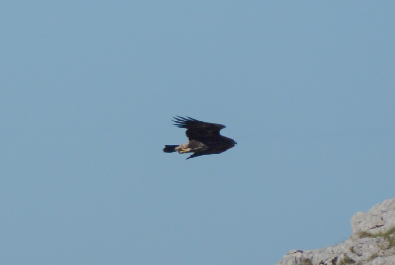 Aquila da identificare