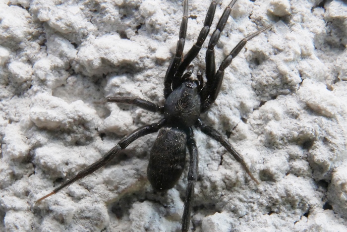 Ragno nero: Gnaphosidae Zelotinae sp. - Sassoferrato (AN)