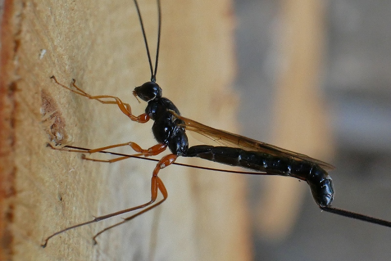 Ichneumonidae: cfr. Dolichomitus sp.