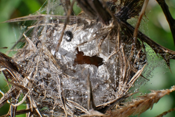 Cheiracanthium ? S, Cheiracanthium punctorium, femmina - Isola Fossara (PG)