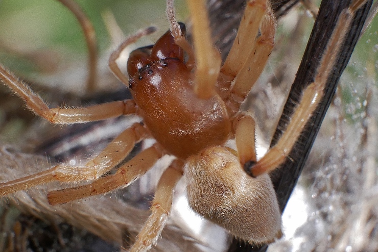 Cheiracanthium ? S, Cheiracanthium punctorium, femmina - Isola Fossara (PG)