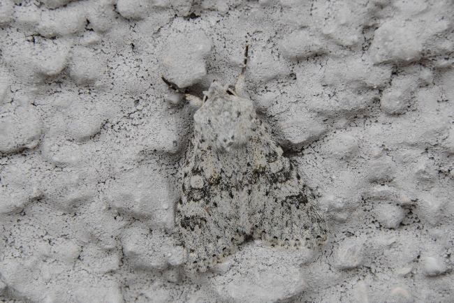 Falena bianca e nera: Polymixis cfr. dubia - Noctuidae