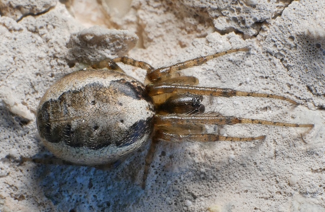 Tetragnathidae? No, Araneidae:  Zygiella x-notata - Sassoferrato (AN)