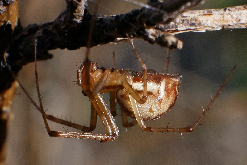 Linyphiidae ? S, Linyphia sp. - Genga (AN)