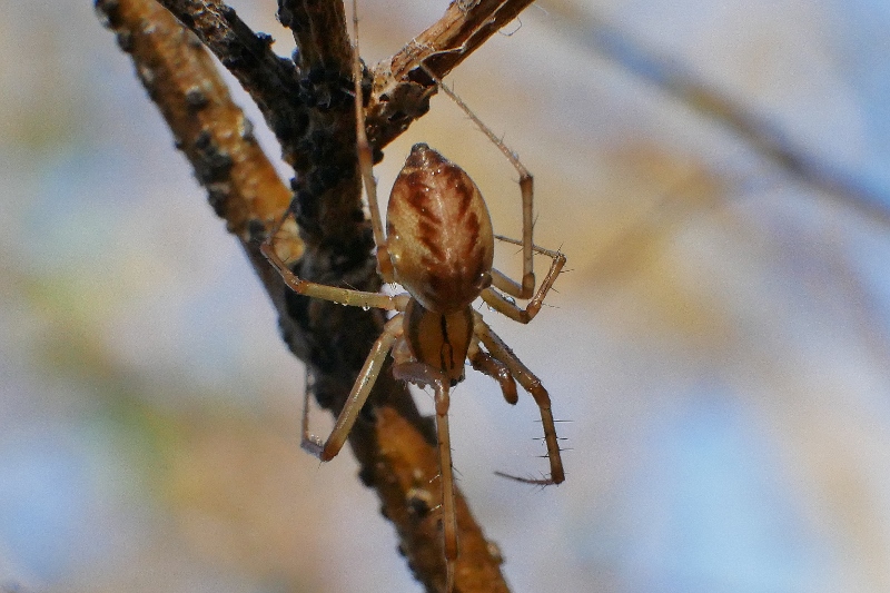 Linyphiidae ? S, Linyphia sp. - Genga (AN)