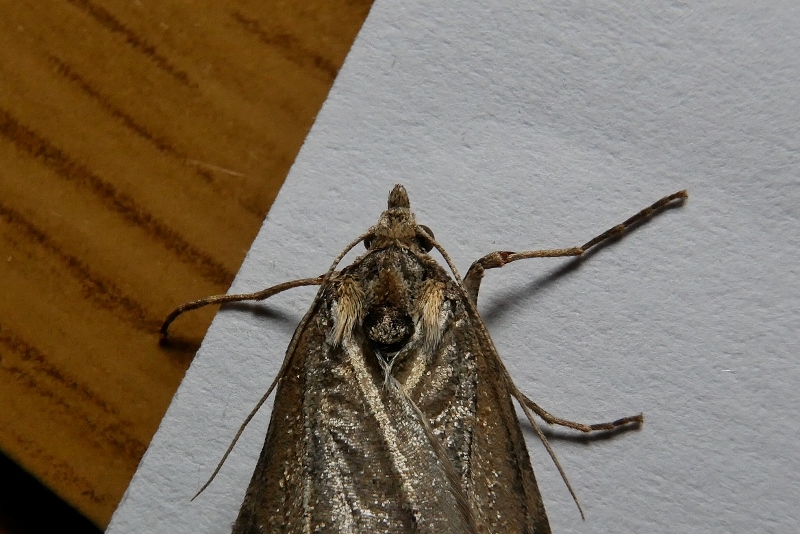 Noctuidae da identificare