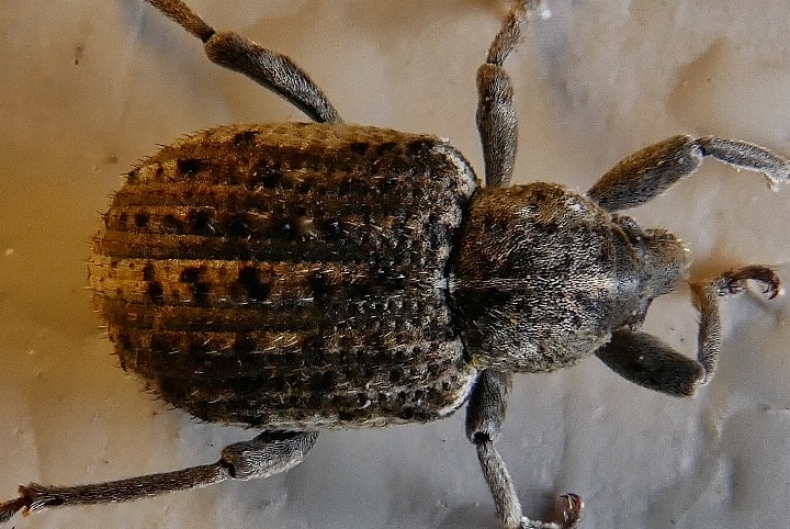 Curculionidae: Brachypera zoilus