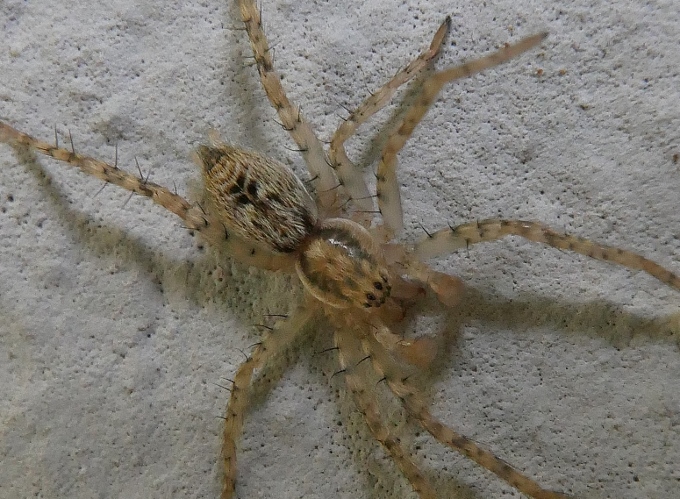 Anyphaena sp., maschio immaturo -  Sassoferrato (AN)