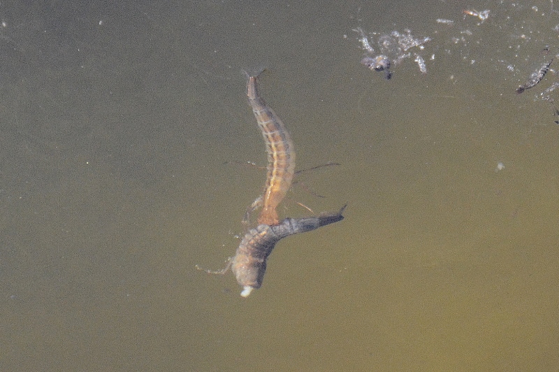 larva di Dytiscus cfr. marginalis che ne divora un''altra