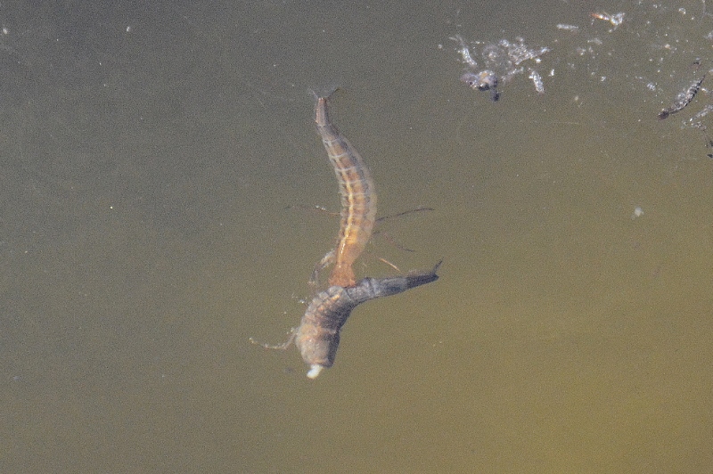 larva di Dytiscus cfr. marginalis che ne divora un''altra