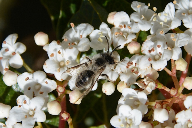 Aiuto identificazione:  Andrena sp., maschio