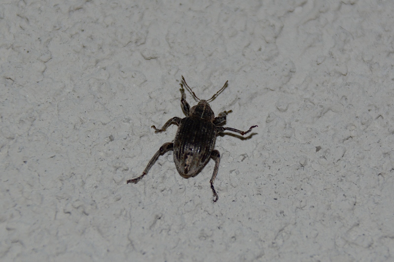 Coleottero curculionide da identificare