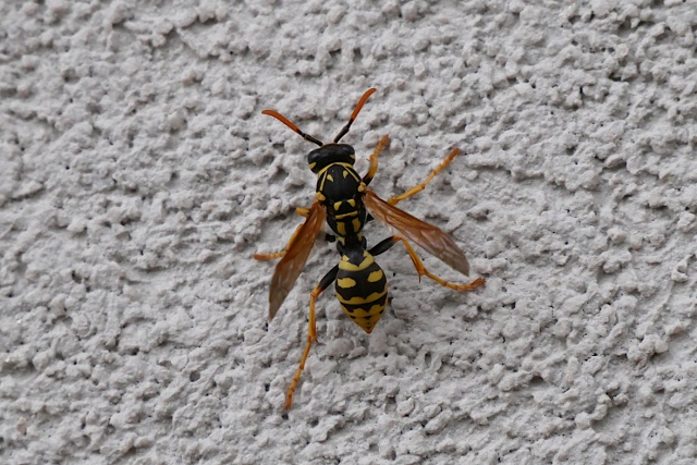 Polistes dominula?  S !