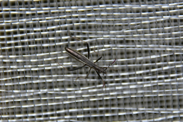 Reduviidae? No, Alididae: Micrelytra fussularum