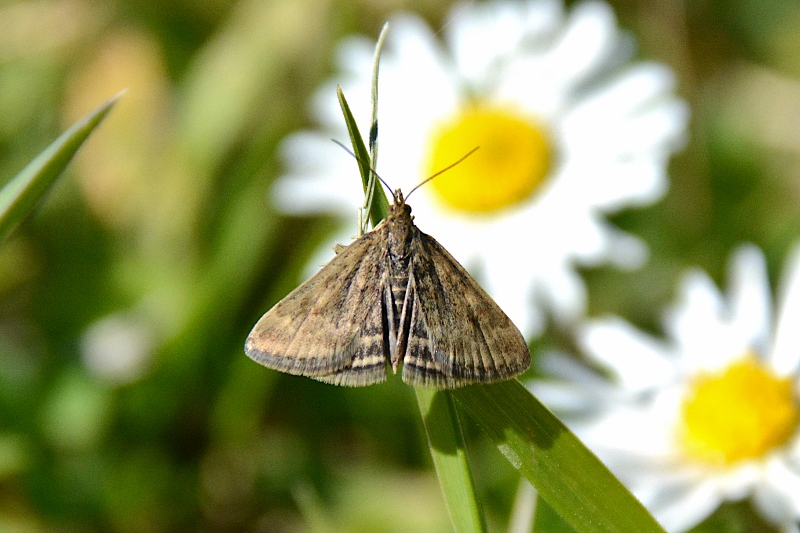 Falena da identificare: Pyrausta despicata - Crambidae