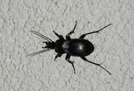 Carabidae: Carabus (Tomocarabus) convexus