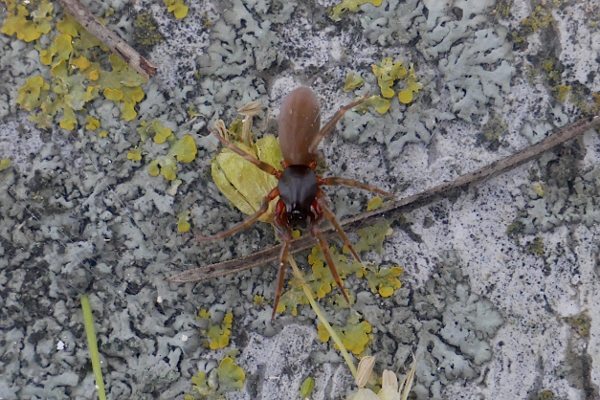 Dysdera ?