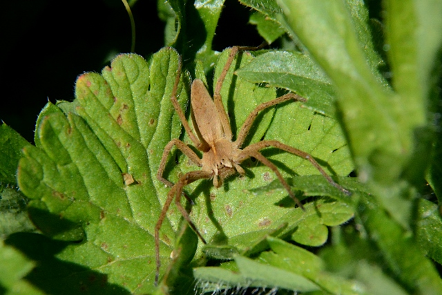 Pisaura sp. - Sassoferrato (AN)