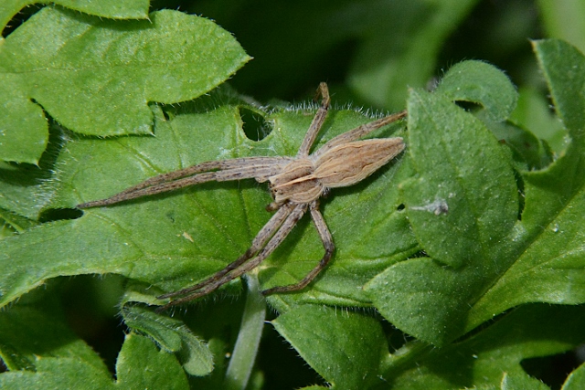 Pisaura sp. - Sassoferrato (AN)