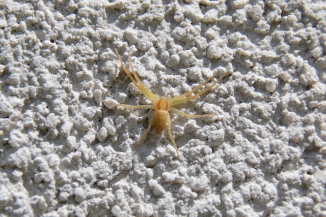 Piccolo ragno giallognolo da identificare
