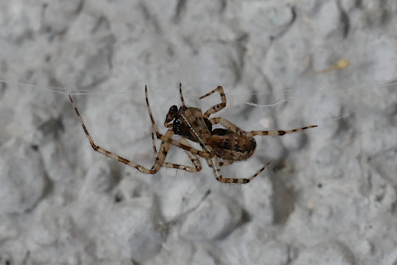 Theridion sp., maschio  - Sassoferrato (AN)