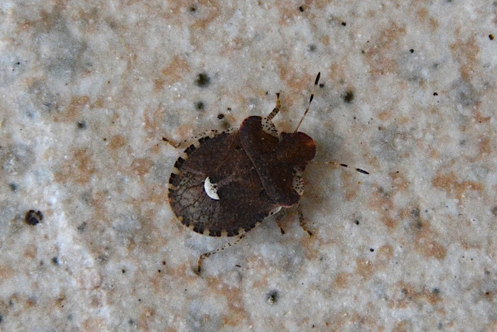 Pentatomidae da identificare