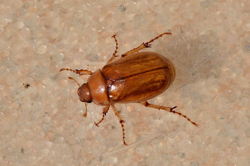 Scarabaeidae: Amphimallon? No, Firminus ciliatus vexillis