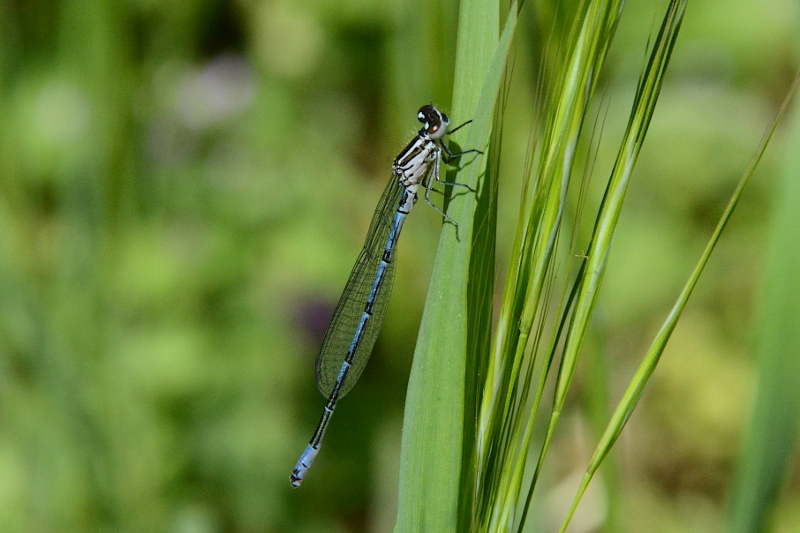 Coenagrion puella ?