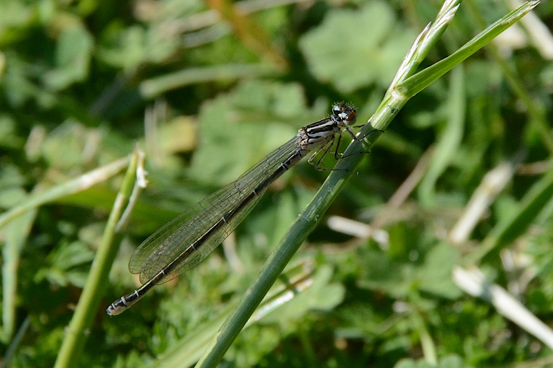 Coenagrion puella ?