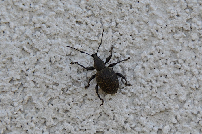 Curculionidae: Hylobius ? No, Otiorhynchus armadillo