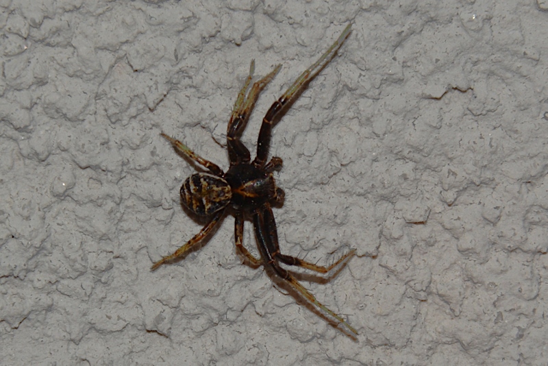 Xysticus sp., maschio - Sassoferrato (AN)