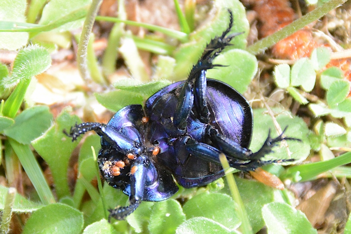 Geotrupidae: 2 individui, stessa specie?... Trypocopris  sp.