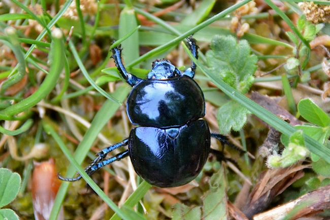 Geotrupidae: 2 individui, stessa specie?... Trypocopris  sp.