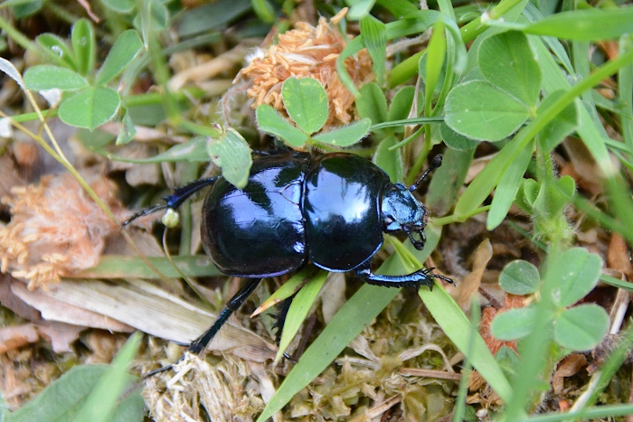 Geotrupidae: 2 individui, stessa specie?... Trypocopris  sp.