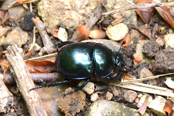 Geotrupidae: 2 individui, stessa specie?... Trypocopris  sp.