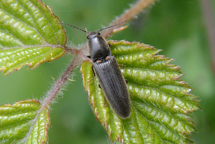 Elateridae da ID