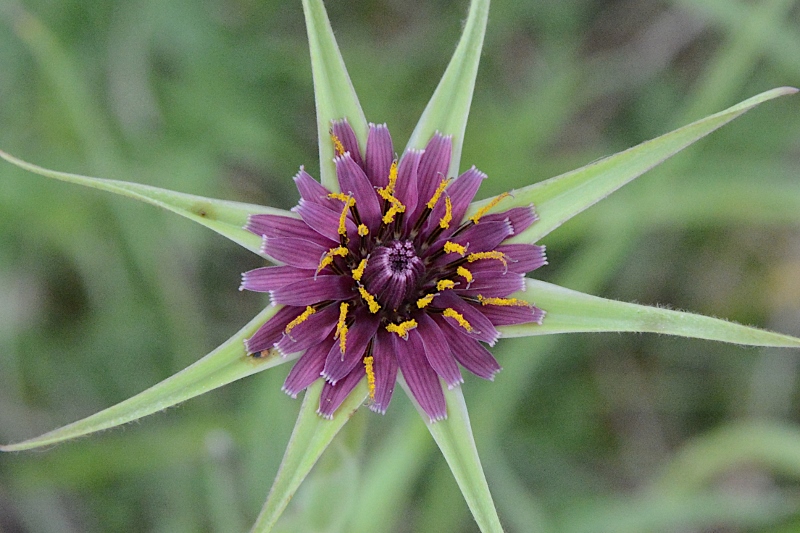 Tragopogon porrifolius (Asteraceae)