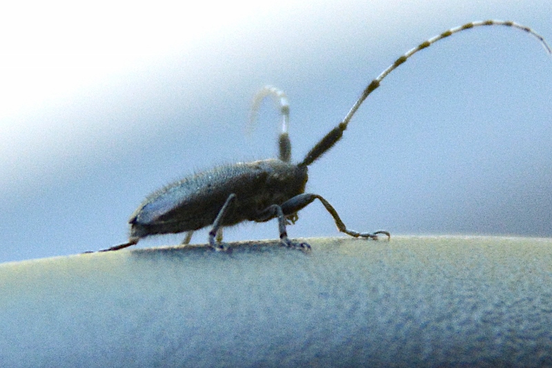 Agapanthia cardui ? Sì...
