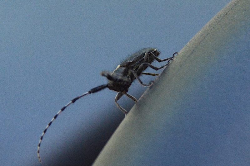 Agapanthia cardui ? Sì...