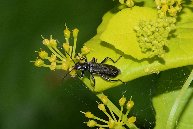 Cantharidae: Cantharis gr. tristis