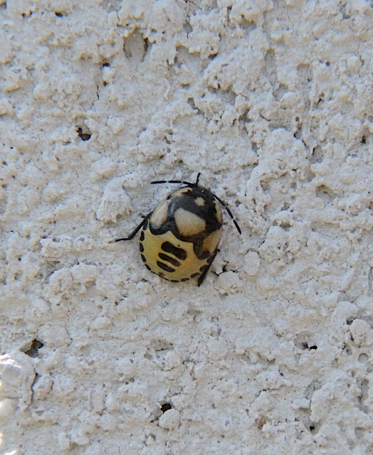 Ninfa...di Cydnidae: Tritomegas bicolor