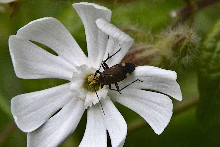 Miridae: Closterotomus cinctipes