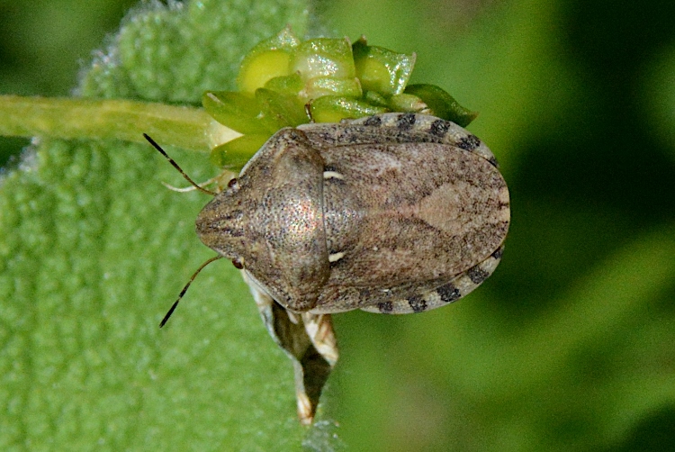 Scutelleridae: Eurygaster maura?  No, Eurygaster testudinaria