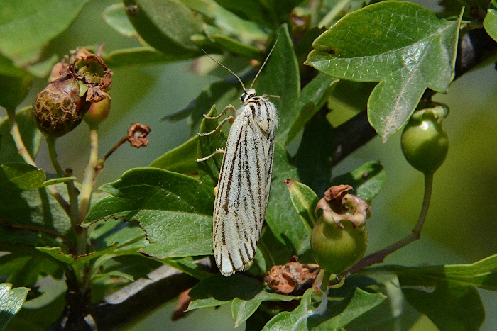 Falena da identificare: Coscinia (=Spiris) striata - Erebidae Arctiinae