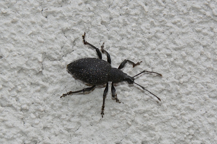 Curculionidae: Otiorhynchus caudatus