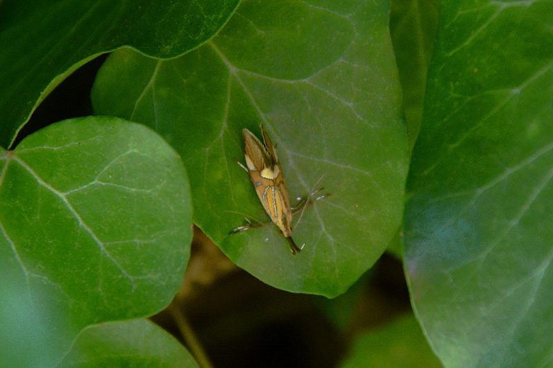 Gracillariidae da identificare. No, Oecophoridae: Alabonia geoffrella