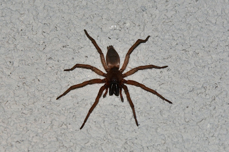 Gnaphosidae ?