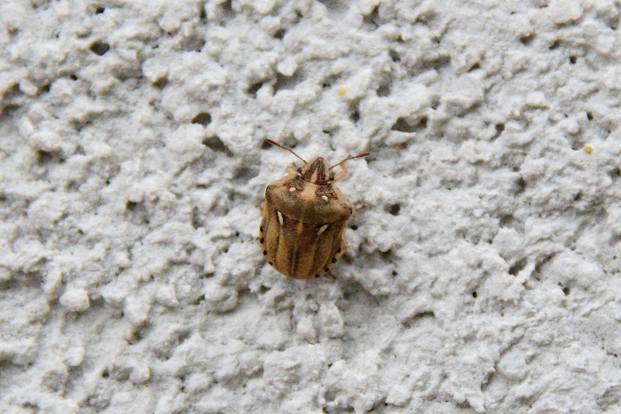 Pentatomidae: Derula flavoguttata