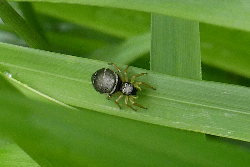Salticidae: Heliophanus sp. ?  S  ! - Sassoferrato (AN)